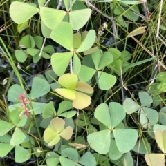 Marsilea costulifera (Nardoo) at Bendoura, NSW - 1 Jan 2024 by JaneR