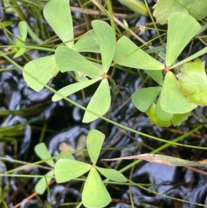 Marsilea costulifera at QPRC LGA - 1 Jan 2024