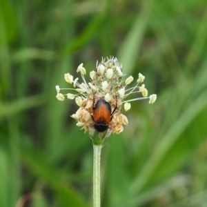 Phyllotocus navicularis at Griffith Woodland (GRW) - 1 Jan 2024