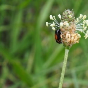 Phyllotocus navicularis at Griffith Woodland (GRW) - 1 Jan 2024