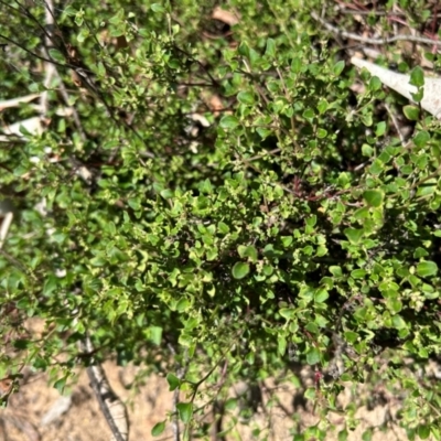 Einadia hastata (Berry Saltbush) at Kambah, ACT - 23 Dec 2023 by dwise