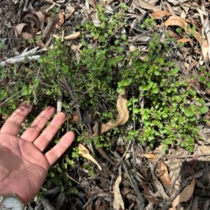 Einadia hastata at Kambah, ACT - 23 Dec 2023 10:55 AM