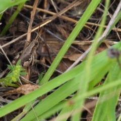 Phaulacridium vittatum (Wingless Grasshopper) at Griffith Woodland (GRW) - 1 Jan 2024 by JodieR