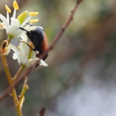 Phyllotocus navicularis (Nectar scarab) at Griffith Woodland (GRW) - 1 Jan 2024 by JodieR