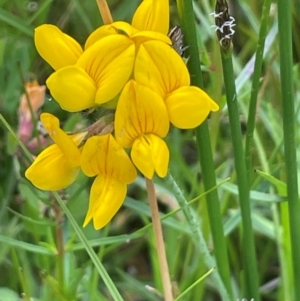 Lotus corniculatus at QPRC LGA - 1 Jan 2024 05:16 PM
