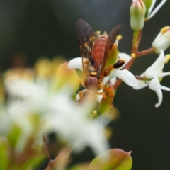 Labium sp. (genus) (An Ichneumon wasp) at Griffith Woodland - 1 Jan 2024 by JodieR