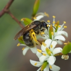 Lasioglossum (Chilalictus) sp. (genus & subgenus) (Halictid bee) at Griffith Woodland (GRW) - 1 Jan 2024 by JodieR