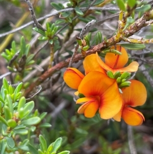 Pultenaea subspicata at QPRC LGA - 1 Jan 2024 04:43 PM