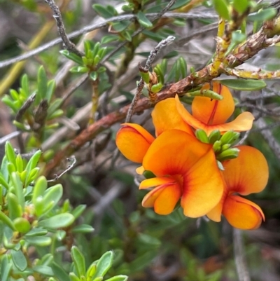 Pultenaea subspicata (Low Bush-pea) at QPRC LGA - 1 Jan 2024 by JaneR