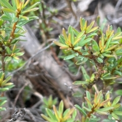 Pultenaea subspicata at QPRC LGA - 1 Jan 2024