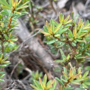 Pultenaea subspicata at QPRC LGA - 1 Jan 2024 04:43 PM