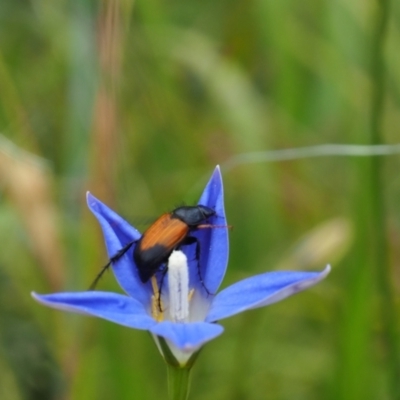 Phyllotocus navicularis (Nectar scarab) at Griffith Woodland (GRW) - 1 Jan 2024 by JodieR