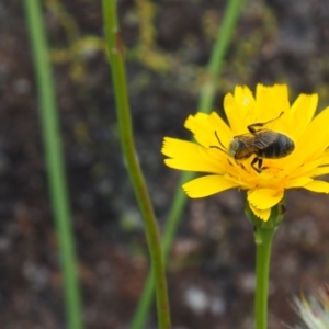 Lasioglossum (Chilalictus) lanarium at Griffith Woodland (GRW) - 1 Jan 2024