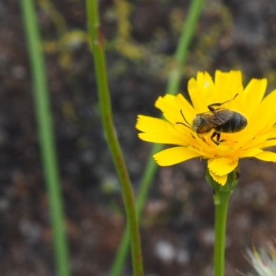 Lasioglossum (Chilalictus) lanarium (Halictid bee) at Griffith Woodland (GRW) - 1 Jan 2024 by JodieR