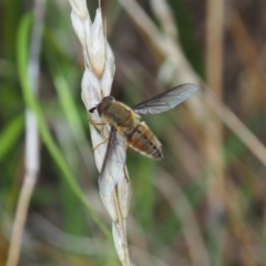 Trichophthalma punctata (Tangle-vein fly) at Griffith Woodland (GRW) - 1 Jan 2024 by JodieR