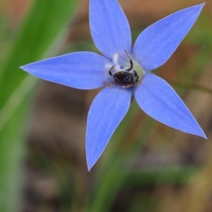 Lasioglossum (Chilalictus) sp. (genus & subgenus) at Griffith Woodland (GRW) - 1 Jan 2024