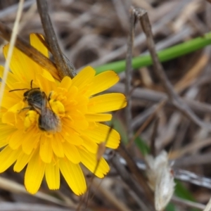 Lasioglossum (Chilalictus) sp. (genus & subgenus) at Griffith Woodland (GRW) - 1 Jan 2024