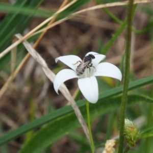 Lasioglossum (Chilalictus) sp. (genus & subgenus) at Griffith Woodland (GRW) - 1 Jan 2024