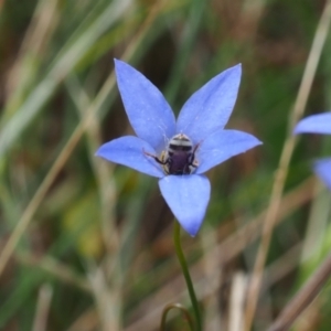 Lasioglossum (Chilalictus) sp. (genus & subgenus) at Griffith Woodland (GRW) - 1 Jan 2024