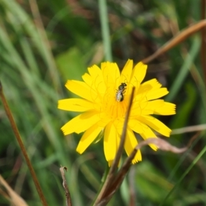 Lasioglossum sp. (genus) at Griffith Woodland (GRW) - 1 Jan 2024 01:53 PM