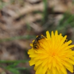 Lasioglossum (Chilalictus) sp. (genus & subgenus) (Halictid bee) at Griffith Woodland (GRW) - 1 Jan 2024 by JodieR