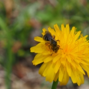 Lasioglossum (Chilalictus) sp. (genus & subgenus) at Griffith Woodland (GRW) - 1 Jan 2024