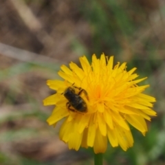 Lasioglossum (Chilalictus) sp. (genus & subgenus) at Griffith Woodland (GRW) - 1 Jan 2024