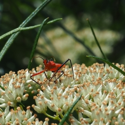 Gminatus australis (Orange assassin bug) at Griffith Woodland - 1 Jan 2024 by JodieR