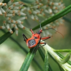 Gminatus australis at Griffith Woodland (GRW) - 1 Jan 2024