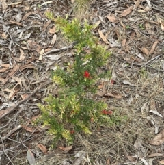 Grevillea alpina (Mountain Grevillea / Cat's Claws Grevillea) at Aranda, ACT - 2 Jan 2024 by lbradley