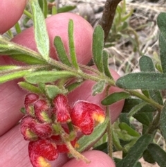 Grevillea alpina at Aranda, ACT - 2 Jan 2024