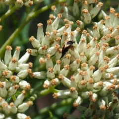 Mordella limbata (A pintail beetle) at Griffith Woodland (GRW) - 1 Jan 2024 by JodieR