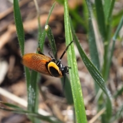 Ellipsidion australe (Austral Ellipsidion cockroach) at Griffith Woodland - 1 Jan 2024 by JodieR