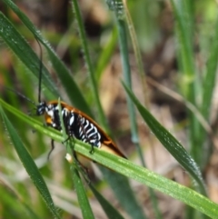 Ellipsidion australe at Griffith Woodland (GRW) - 1 Jan 2024 02:05 PM