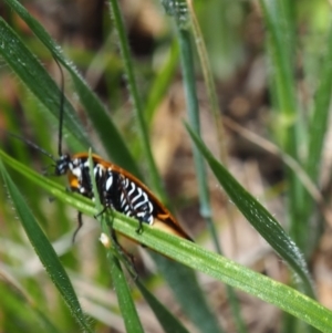 Ellipsidion australe at Griffith Woodland (GRW) - 1 Jan 2024 02:05 PM