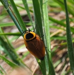 Ellipsidion australe at Griffith Woodland (GRW) - 1 Jan 2024 02:05 PM