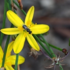 Lasioglossum sp. (genus) (Furrow Bee) at Griffith Woodland (GRW) - 1 Jan 2024 by JodieR