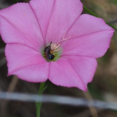 Lasioglossum sp. (genus) (Furrow Bee) at Griffith Woodland (GRW) - 1 Jan 2024 by JodieR