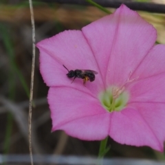 Lasioglossum sp. (genus) at Griffith Woodland (GRW) - 1 Jan 2024 02:11 PM