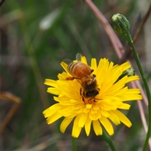 Apis mellifera at Griffith Woodland (GRW) - 1 Jan 2024 02:15 PM