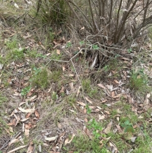 Crataegus monogyna at Aranda, ACT - 2 Jan 2024