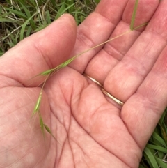 Microlaena stipoides (Weeping Grass) at Aranda, ACT - 2 Jan 2024 by lbradley