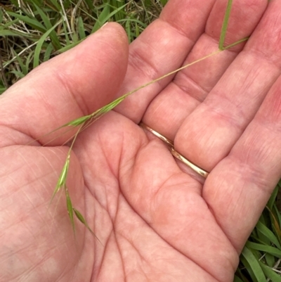 Microlaena stipoides (Weeping Grass) at Aranda, ACT - 2 Jan 2024 by lbradley