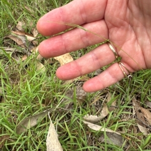 Microlaena stipoides at Aranda, ACT - 2 Jan 2024