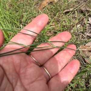 Tricoryne elatior at Aranda, ACT - 2 Jan 2024