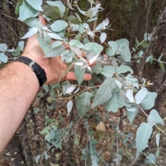 Eucalyptus bridgesiana (Apple Box) at Bullen Range - 2 Jan 2024 by JP95