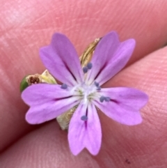 Petrorhagia nanteuilii at Aranda, ACT - 2 Jan 2024