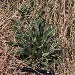 Senecio gunnii (Mountains Fireweed) at Top Hut TSR - 11 Nov 2023 by AndyRoo