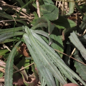 Senecio gunnii at Top Hut TSR - 11 Nov 2023