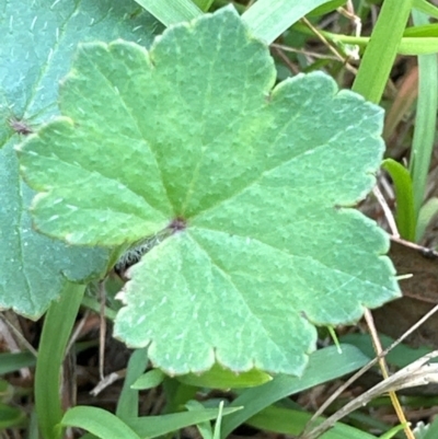 Hydrocotyle laxiflora (Stinking Pennywort) at Aranda, ACT - 2 Jan 2024 by lbradley